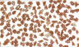 Lot: Small Twinned Aragonite Crystals - Pieces #77161-1